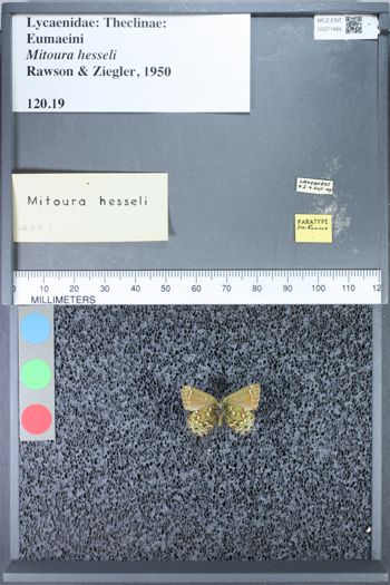 Media type: image;   Entomology 71484